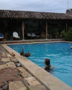 Nicaragua-Hotel Ducks