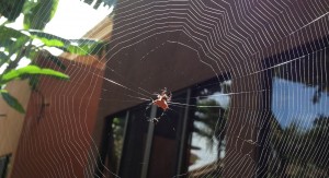 Crab Spider