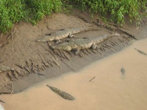 Crocodiles-Tarcoles