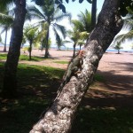 Iguana on tree