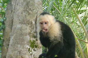 Monkey eating nut 1