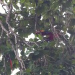 Scarlet Macaws