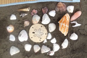 Another aspect on which we agreed was living on the beach. Here are random shells from a beach day.