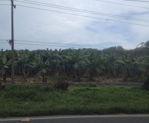Limon-Banana Plantations