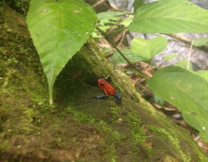 Rio Celeste-Blue Jeans Frog2